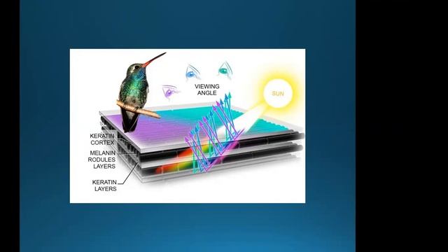 Starling Wars: Episode I. The Phantom Mimic - Backyard Naturalist Lecture Series смотреть онлайн