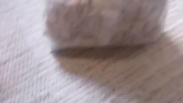 Carpet Unboxing Ep. 12 (CINI MiNiS) смотреть онлайн