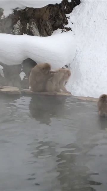 Япония 🇯🇵, парк Джигокудани смотреть онлайн