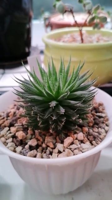 залипательная хавортия смотреть онлайн