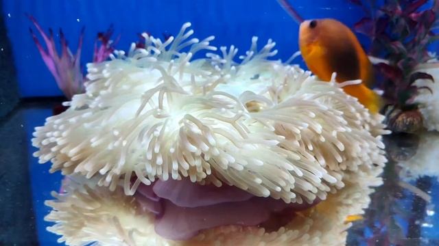 Amphiprion ephippium en su anémona 😊 смотреть онлайн