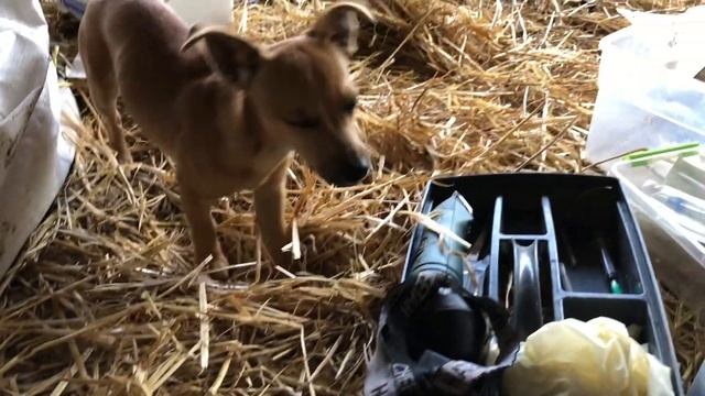 A day of touch & go for Feather’s baby alpaca смотреть онлайн