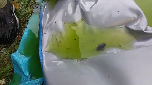 Water Boatman! Water Bug lurking in my pool eeewwwwwwwwww смотреть онлайн