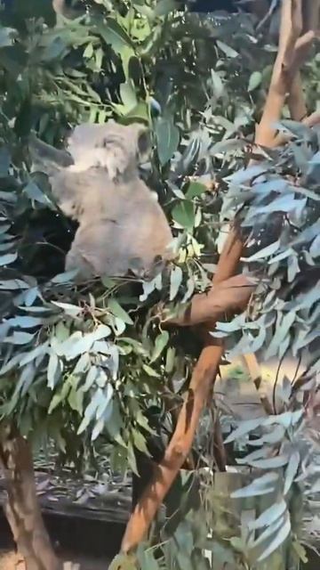 How does koala eat смотреть онлайн