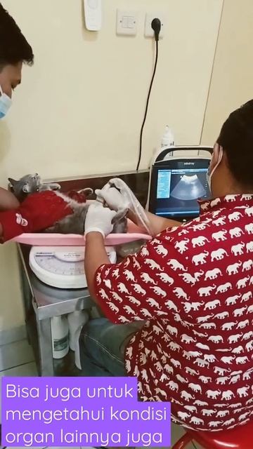 Pemeriksaan USG pada Kucing #shorts #vet #ultrasonography смотреть онлайн