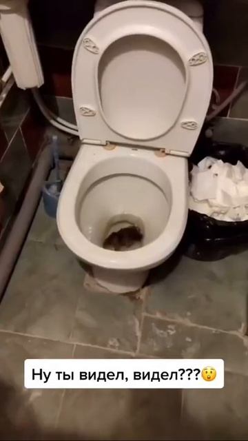 КОШКА В ШОКЕ, УЖАС, КРЫСА В УНИТАЗЕ, СМЕШНОЕ ВИДЕО смотреть онлайн