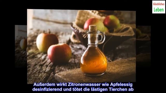 4 Hausmittel zur Bekämpfung von Flöhen смотреть онлайн