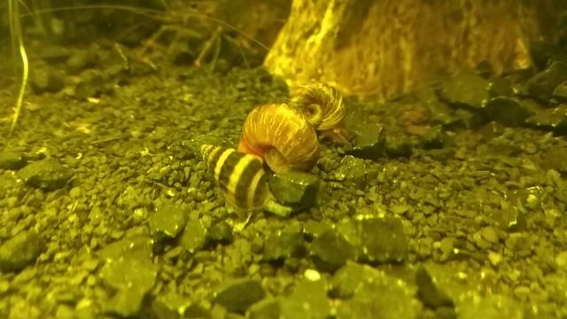 Kotulka útočí na Clea Helena.. :) смотреть онлайн
