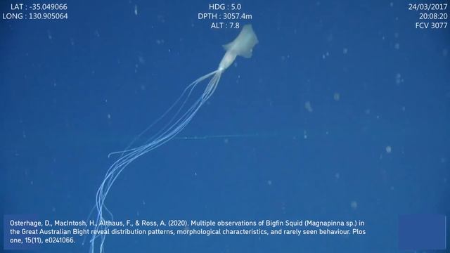 Bigfin Squid (Magnapinnidae) Scientific Footage | Great Australian Bight смотреть онлайн