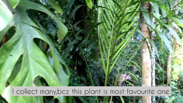 Plants hunting malayalam/with subtitles/Monestera plant hunting/Mini monestera/sunset bells/caladiu смотреть онлайн