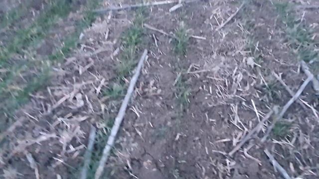 ОЗИМА ПШЕНИЦЯ З МIЖРЯДДЯМ 30 СМ,ЗИМОЮ 2023. NO-TILL UKRAINE смотреть онлайн