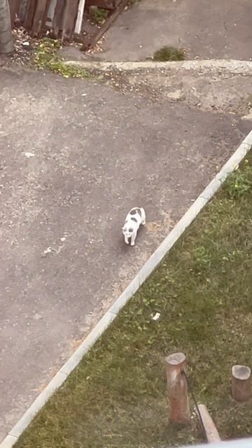 #music #музыка #кошка #лето2023 смотреть онлайн