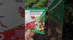 Какое средство от колорадского жука выбрать,лучший инсектицид в соотношении цена-качество.