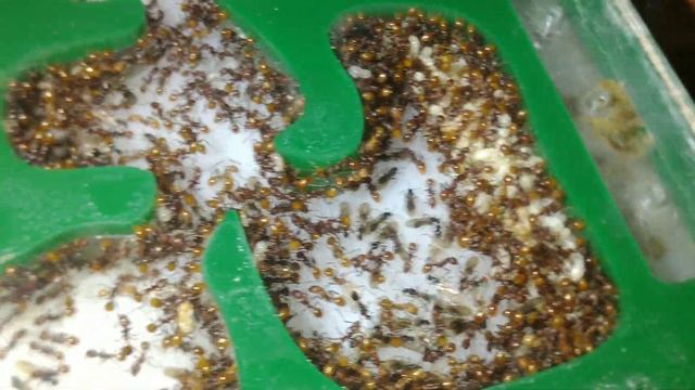 Aphaenogaster tennesseensis colony showcase смотреть онлайн