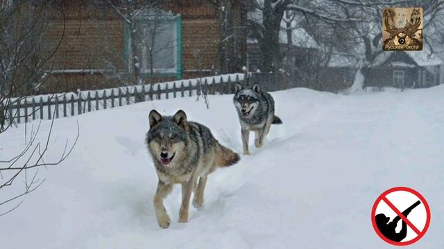 Волки в деревне, почему нельзя стрелять даже в случае нападения