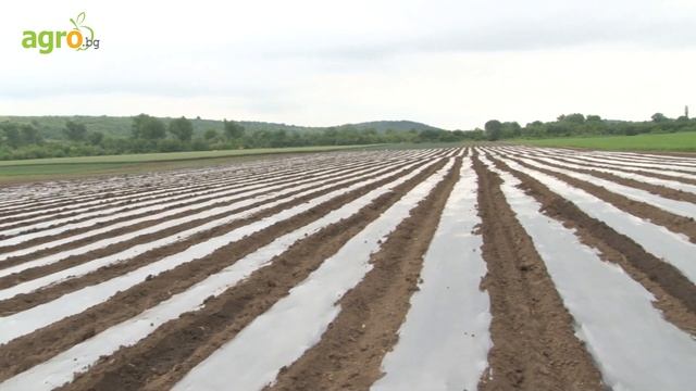 Евгени Цветанов, земеделски производител: Четири години вече си партнираме с МЕТРО. Доволен съм! смотреть онлайн