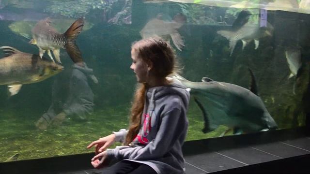 11 Berlin zoo смотреть онлайн