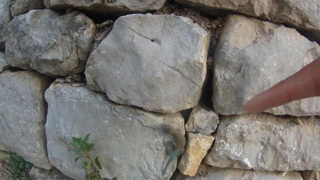 Croatia lizard смотреть онлайн