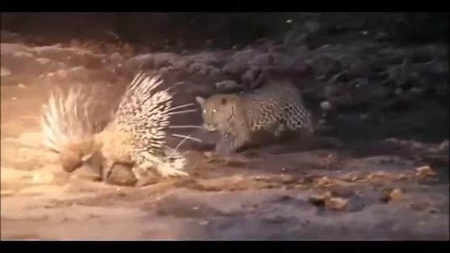 добыча леопарда смотреть онлайн