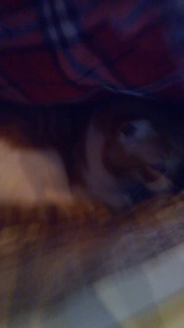 Кот под прикрытием: Закрой двери дует!