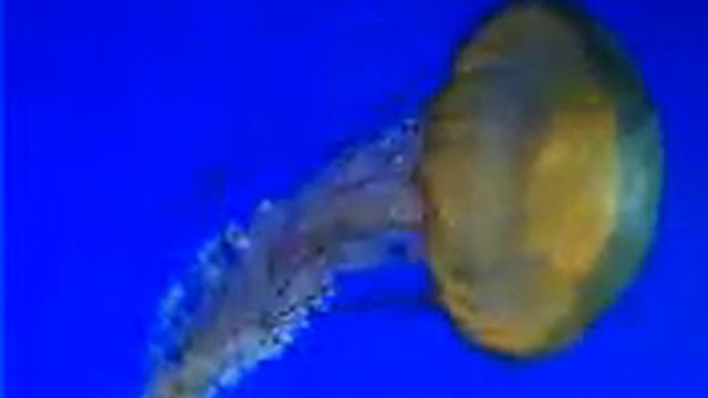 Sea Nettle (Chrysaora quinquecirrha) смотреть онлайн