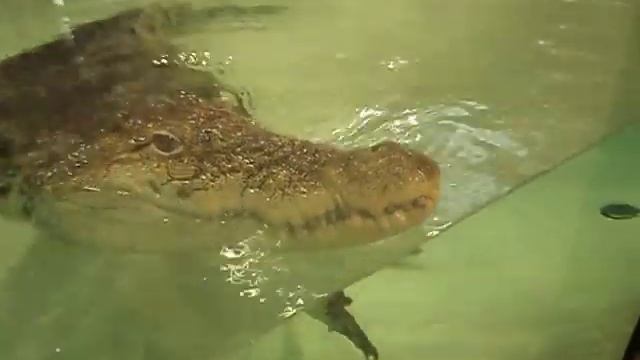 Танцующий крокодил. Просто невероятная легкость, изящество, грациозность.