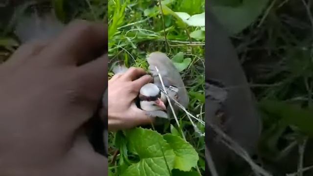 охота на курапатка смотреть онлайн