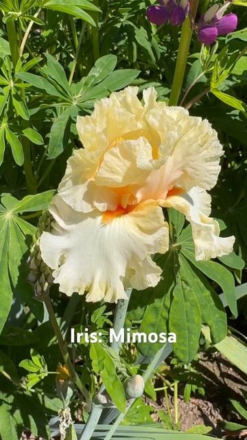 Bearded Iris: Mimosa. #iris #perennial #gardening #flowers #perennial смотреть онлайн