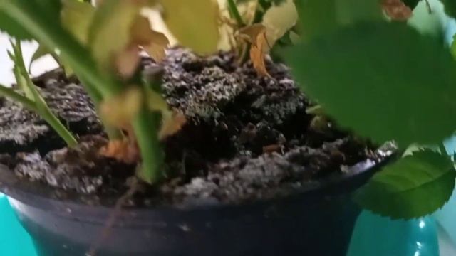 МОХ ПОД РОЗАМИ??!! смотреть онлайн