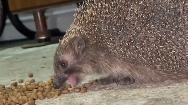 Ёжик вышел из тумана,,, ночной гость. смотреть онлайн