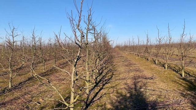 9 lutego 2023 - cięcie śliwek w kolejnym sezonie смотреть онлайн