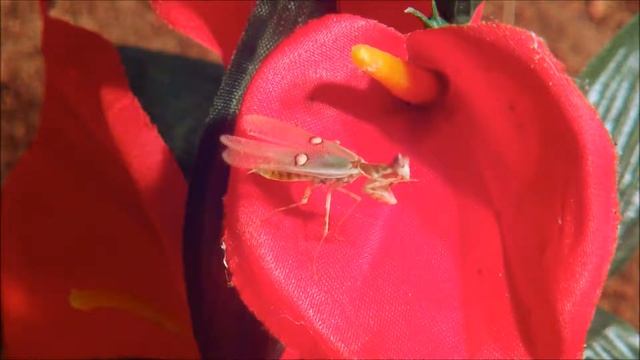 Haltungstipps für die Creobroter gemmatus/Asiatische Blütenmantis смотреть онлайн