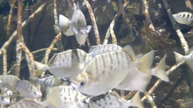 Spotted Scat (Scatophagus argus) смотреть онлайн