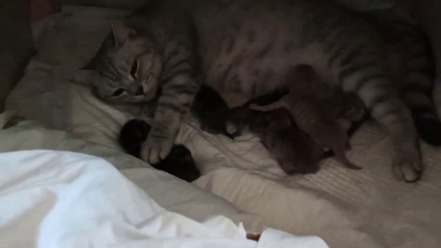 Роды британской кошки Бэсси . смотреть онлайн