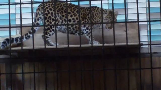 Tiger China-Leopard Puma Tierpark Berlin-Friedrichsfelde 164