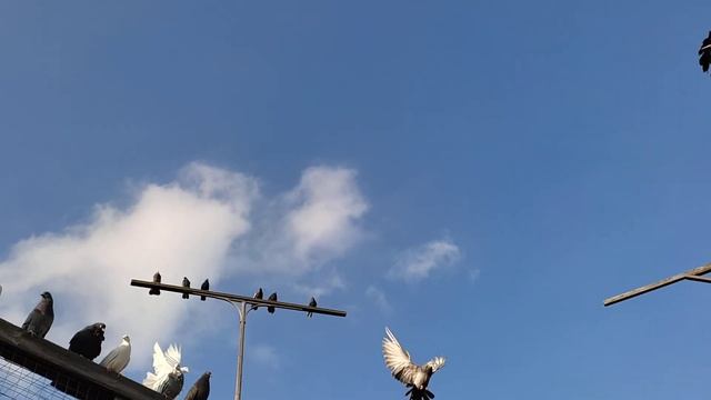 Поганять не получается, голуби линяют полным ходом 🥴 смотреть онлайн