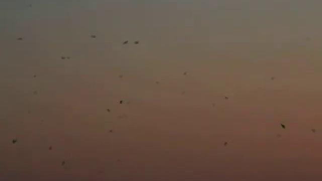 Плявниеки. Птицы. Почему так много? смотреть онлайн