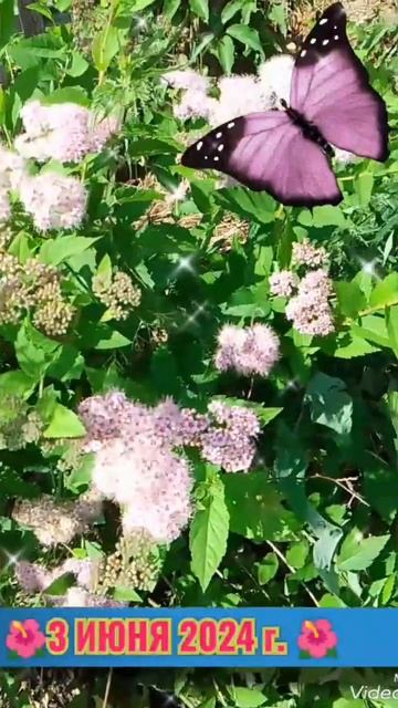 🌺СПИРЕЯ ЯПОНСКАЯ🌺3 ИЮЛЯ 2024 г.🌺#лето2024#июль2024#спиреяяпонская смотреть онлайн