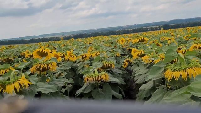 Гусінь на соняшнику це кінець. смотреть онлайн