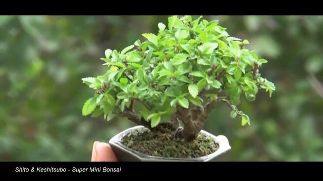 Mame bonsai trees - Super mini bonsai Part 3 смотреть онлайн