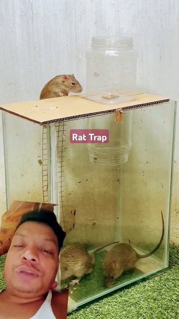 Rat Trap🐀 #mousetrap #rat #birds #rattrap #mouse #handtrap #pets #rattletrap #bucketmousetrap #anim смотреть онлайн
