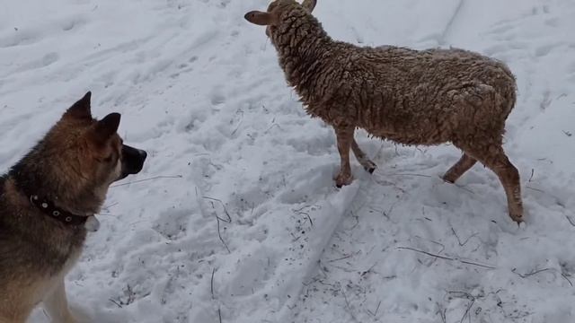 Funny animals |BILBO and sheep|02.02.2021||смешные животные || Бильбо и Баран | new video #fannydo смотреть онлайн