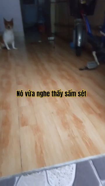 sao nó bỏ chạy vậy? смотреть онлайн