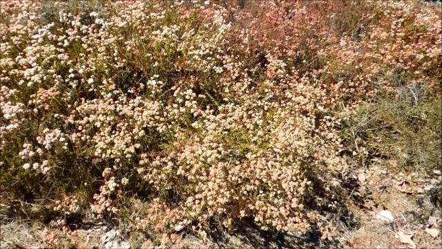 California Buckwheat, Eriogonum fasciculatum, San Diego, California смотреть онлайн