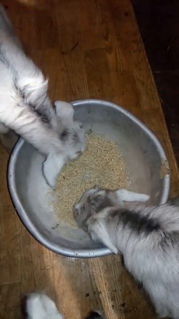 Козлята пробуют зерно #Shorts смотреть онлайн