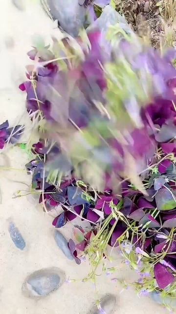 The best way to maintain good health in the world #goodhealth #flower #garden смотреть онлайн