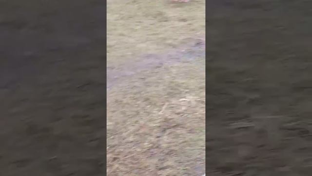 Видео про гусей смотреть онлайн
