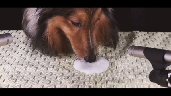 ASMR Dog Eats Frozen Milk Treat Relaxing Tingly Eating Sounds #satisfying #asmr