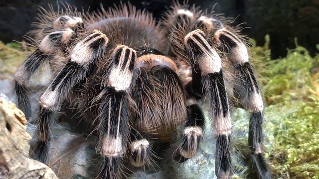 Female White Knee смотреть онлайн