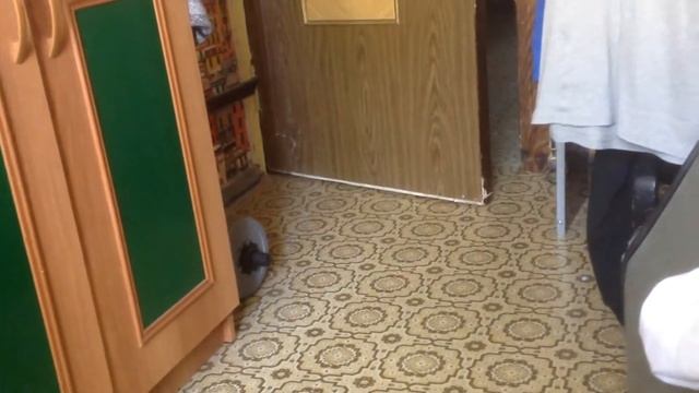 человек разговаривает с кошкой смотреть онлайн